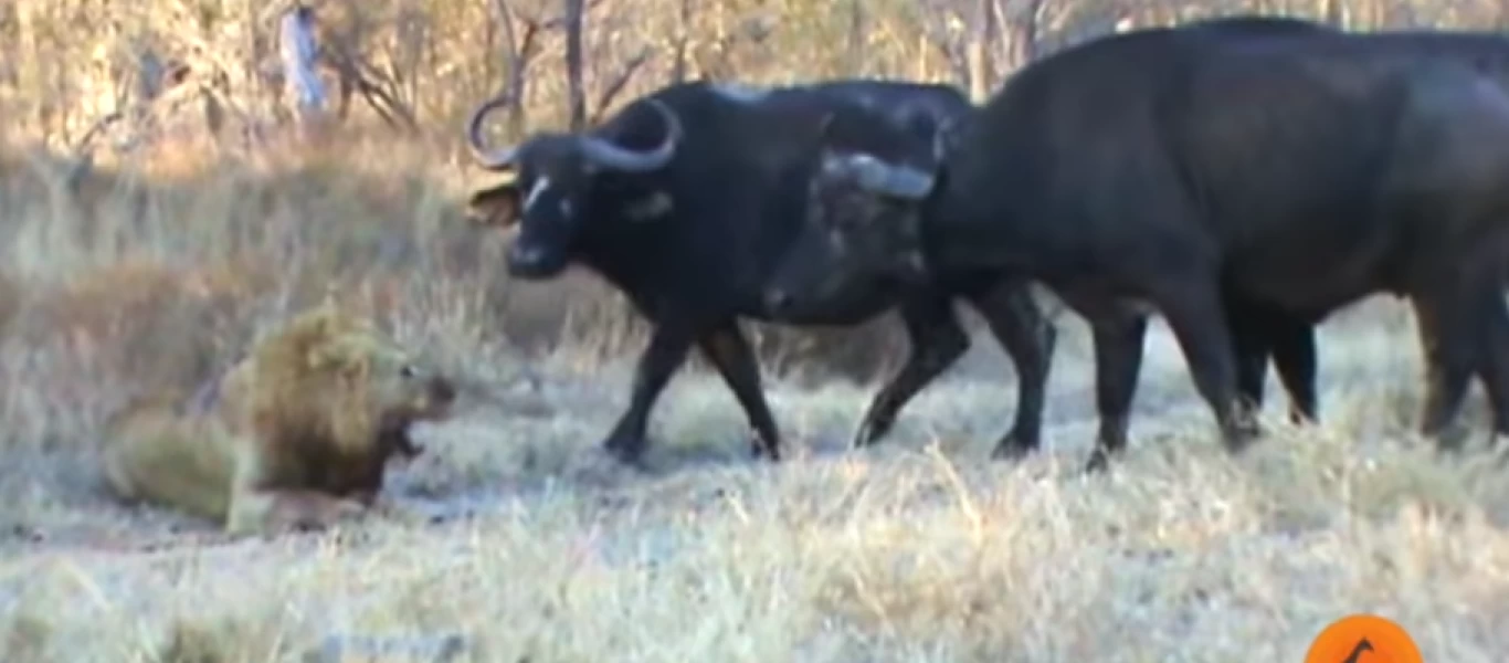 Ο πιο αναπάντεχος σύμμαχος ενός λιονταριού ήταν το…. θήραμα του! (βίντεο)